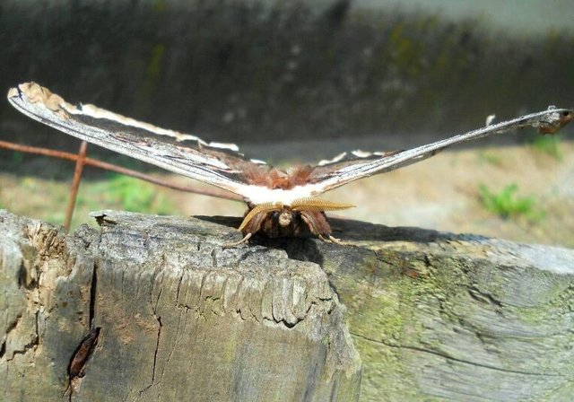 moth.jpg