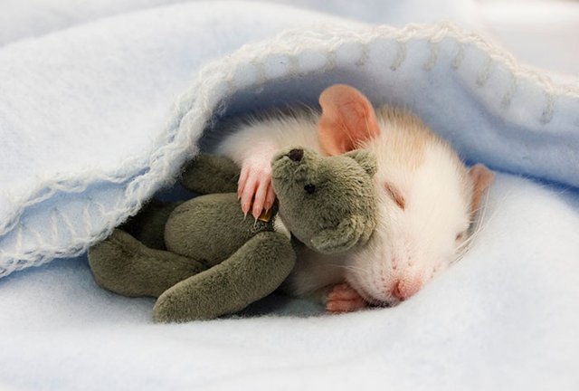 cute-animals-sleeping-stuffed-toys-coverimage.jpg