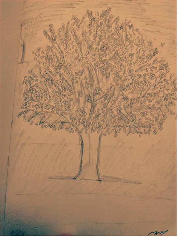 treeSketch2.png