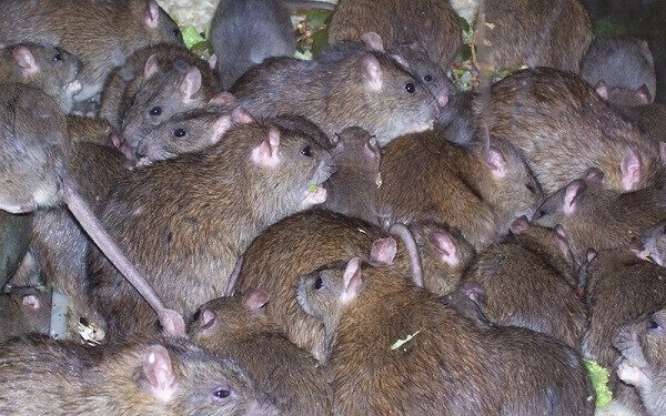 vitesse-multiplication-souris-et-rats.jpg