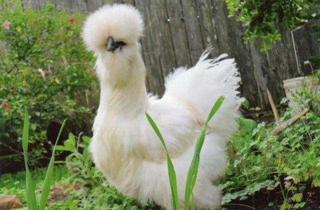 whtsilkie1_1_.jpg