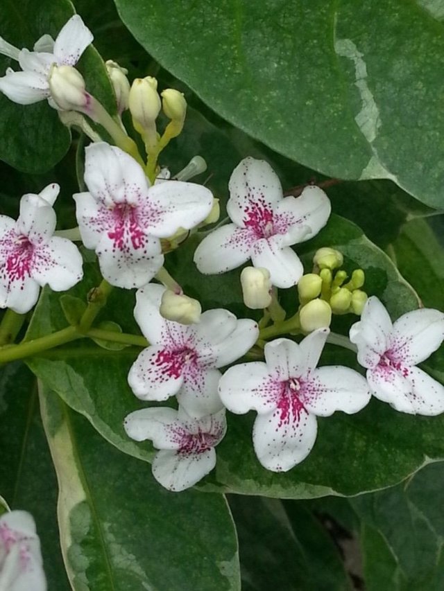 white flower9.jpg