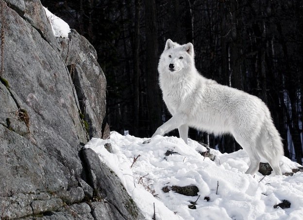 Arctic-Wolf_624 (1).jpg