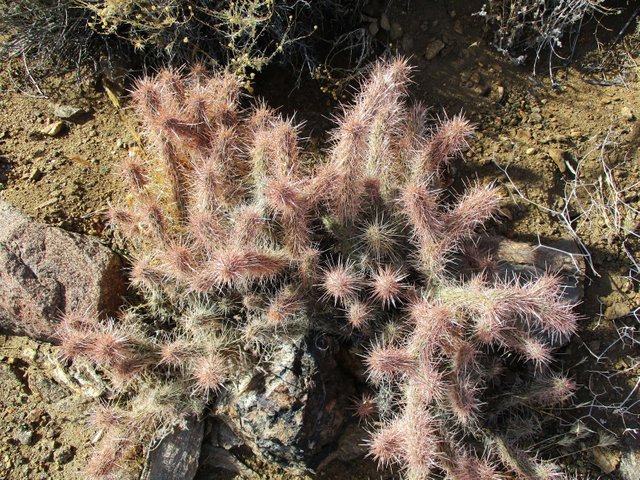 pyr-190-pinkcholla.JPG