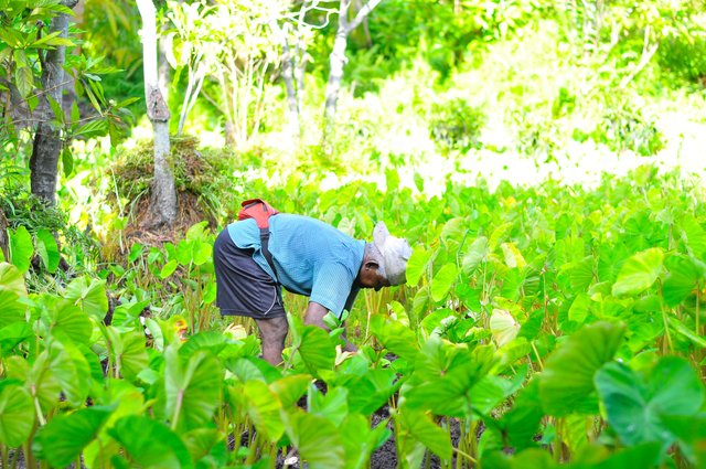 agriculture-close-up-environment-240525.jpg