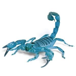 blue-scorpion.jpg