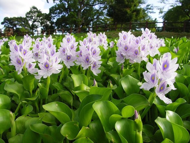 bio-fuel-from-water-hyacinth-800x600.jpg