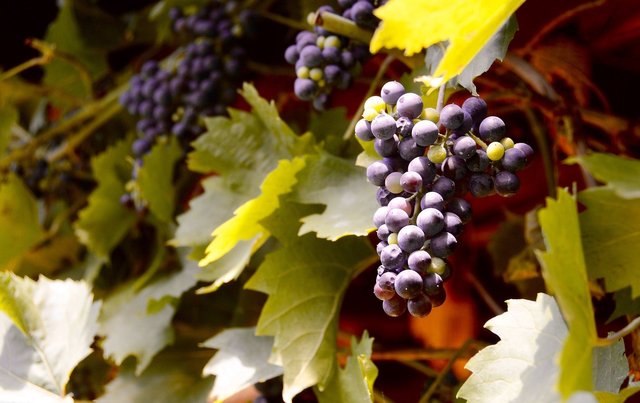 grapes-2680408_1920.jpg