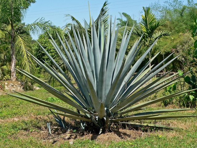 Agave_tequilana_1.jpg