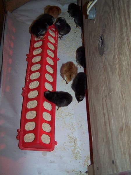 Chicks - learning to eat1 crop May 2018.jpg