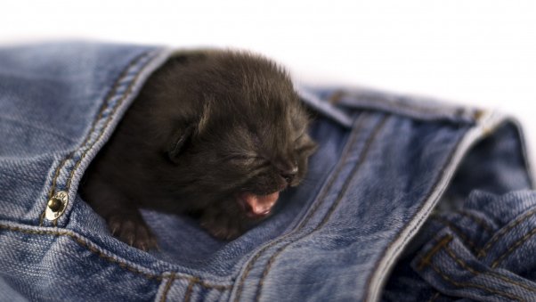 kitten_jeans_pocket_screaming_small_96888_602x339.jpg