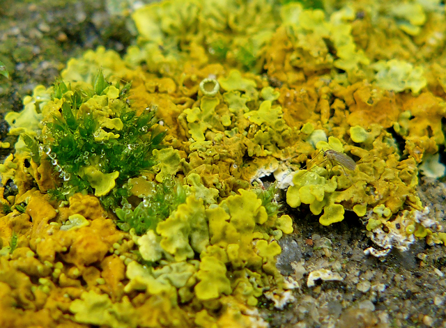 lichen moskito.png