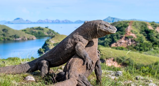 Pulau_Komodo_1.jpg