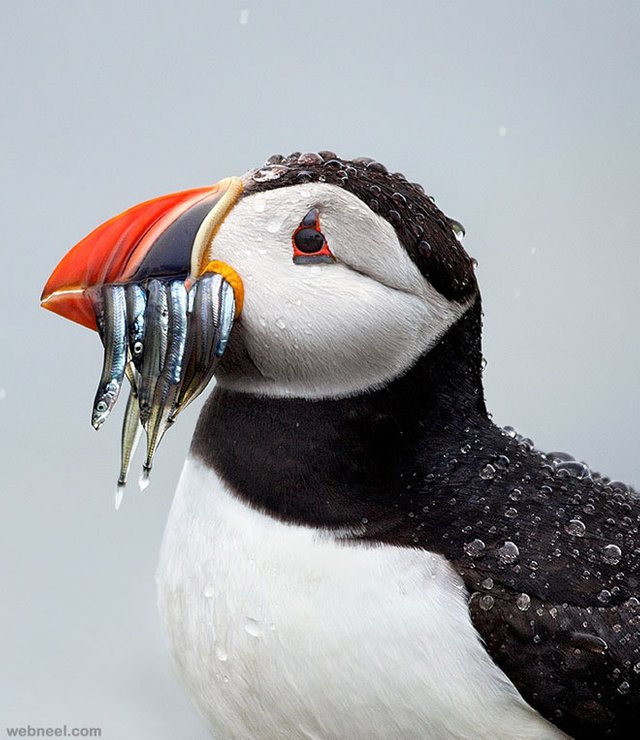 4-farne-island-wonder-bird-photography-by-marina-cano.jpg