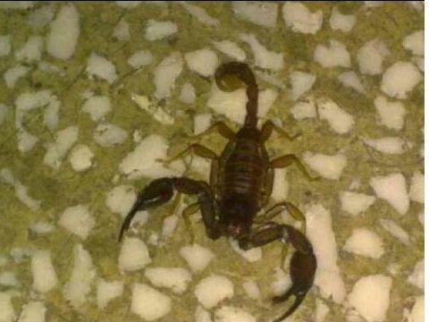 21. scorpion home.jpg