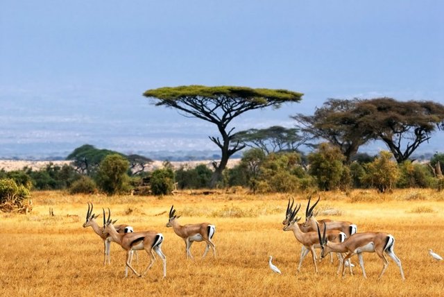 Baluran Africa National Park Van Java Fused With Nature