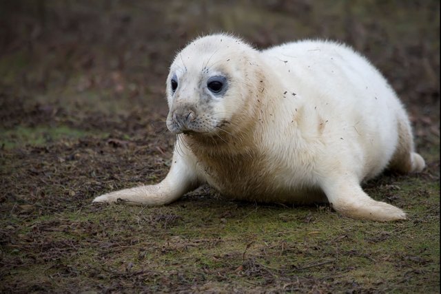 grey seal pup.jpg