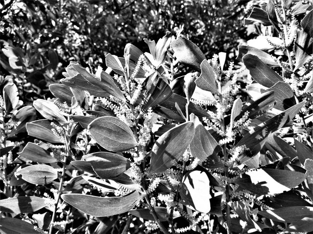 2017-08-24 12.47.35b monomad.jpg