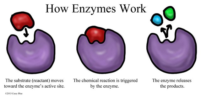 enzyme_diagram_by_cassy_blue-d6nv7zu.jpg