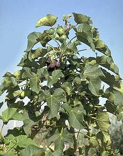 240px-Jatropha_curcas1_henning.jpg