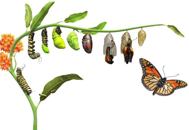 dk_butterfly_lifecycle_rev05_affmr0.jpg