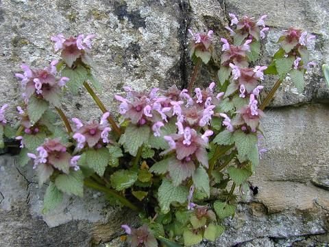 Henbit dead nettle.JPG