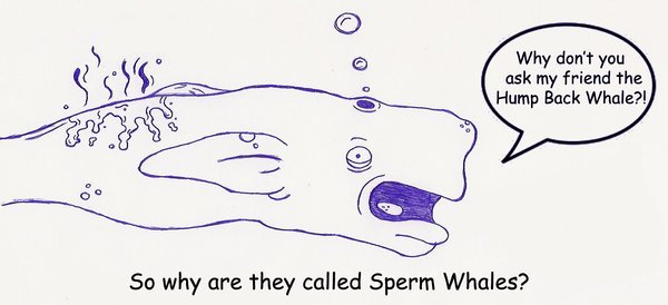 so_why_called_sperm_whales__by_dank_monkey.jpg