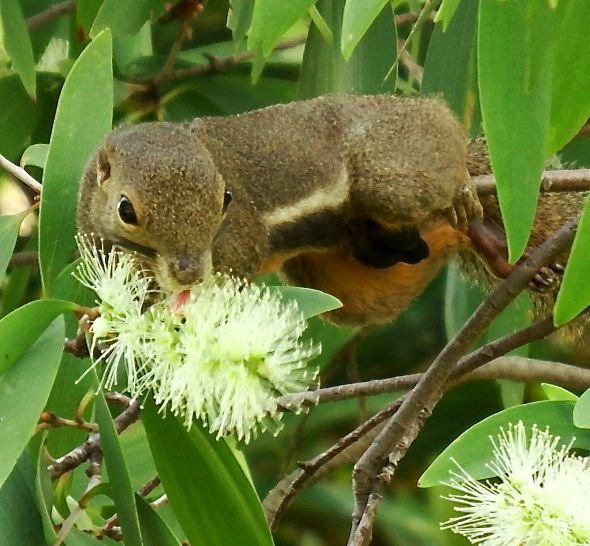 2-SquirrelLick-LeongTziMing.jpg