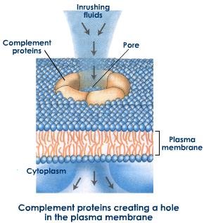 complement-system.jpeg