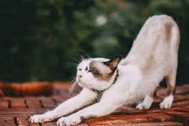 cat yoga cat.jpg