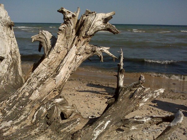 Driftwood.jpg