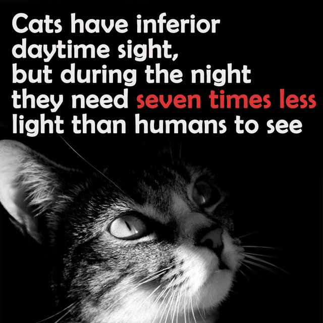 cat-facts-31.jpg