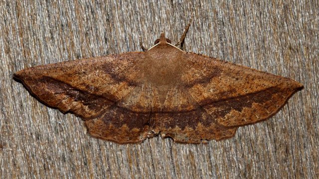 Idiodes siculoides Dry Leaf Looper Moth Tas n1 BY MV 2017-09-22.jpg