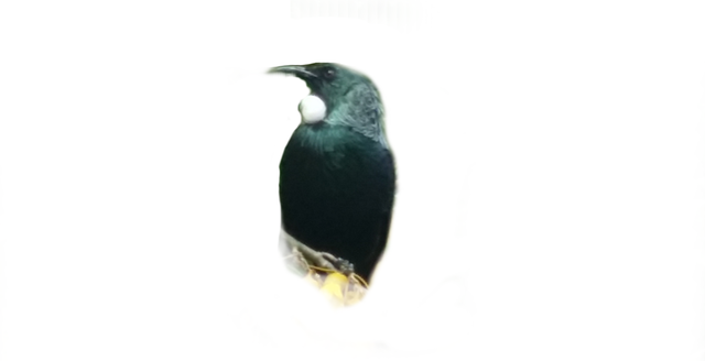 tui cut3.png