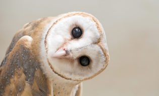 owl-315x190.jpg