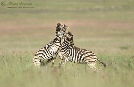 Zebra_Fight.jpg