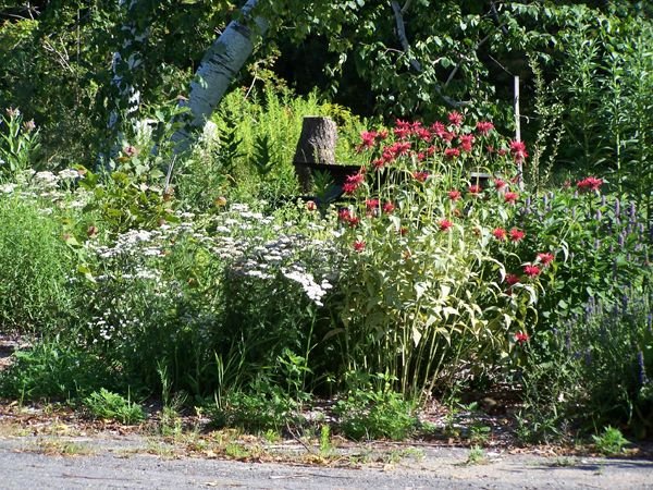 Benson's - yarrow, bee balm, hyssop crop July 2015.jpg