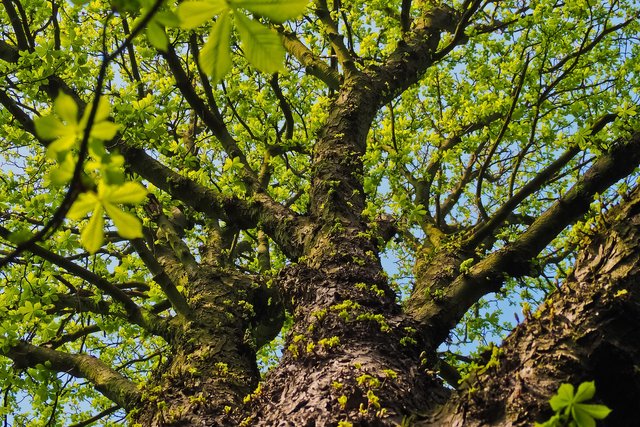 tree-3321388_1920.jpg