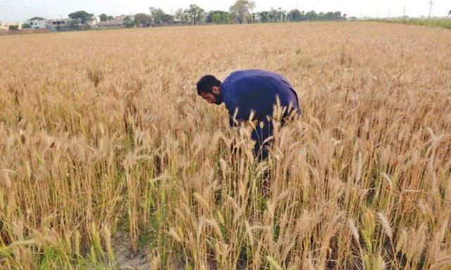 7-Wheat-yield-may-drop-in-Lahore-Gujranwala-divisions.jpg