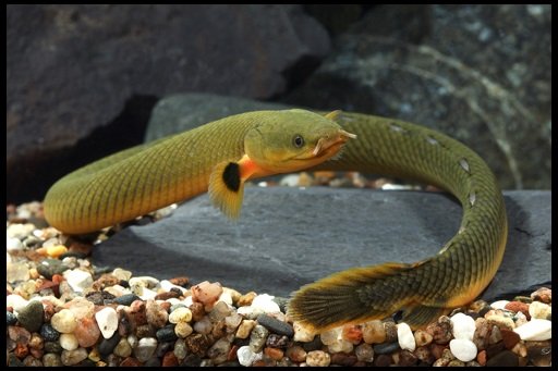 Erpetoichthys_calabaricus_reedfish_ropefish_snakefish.jpg