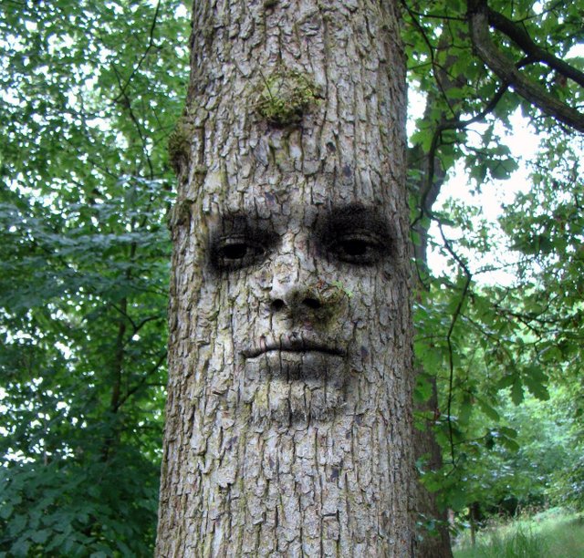 Tree Man.jpg
