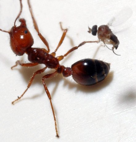 090515-01-fire-ant-parasite-attack_big.jpg
