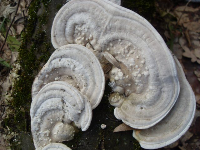 SDC12850.JPG