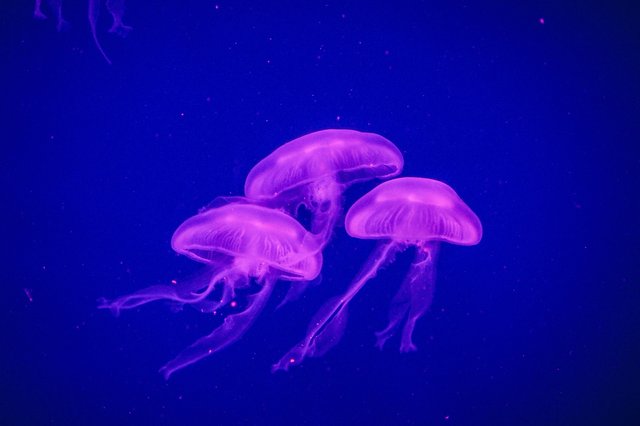 jellyfish-2142274_1920.jpg