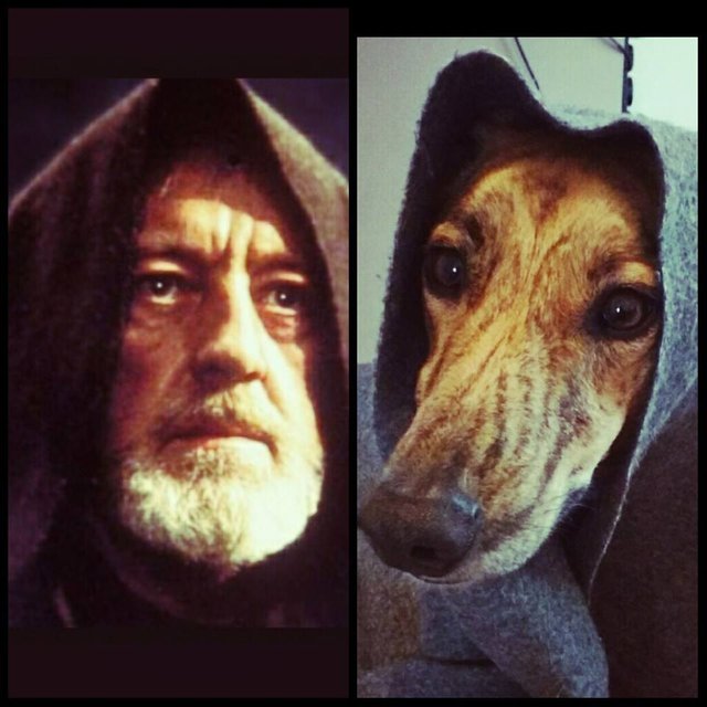 star wars dog.jpg