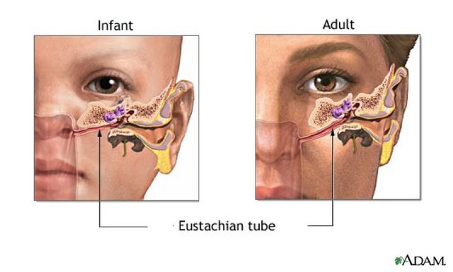 the-eustachian-tube.jpg