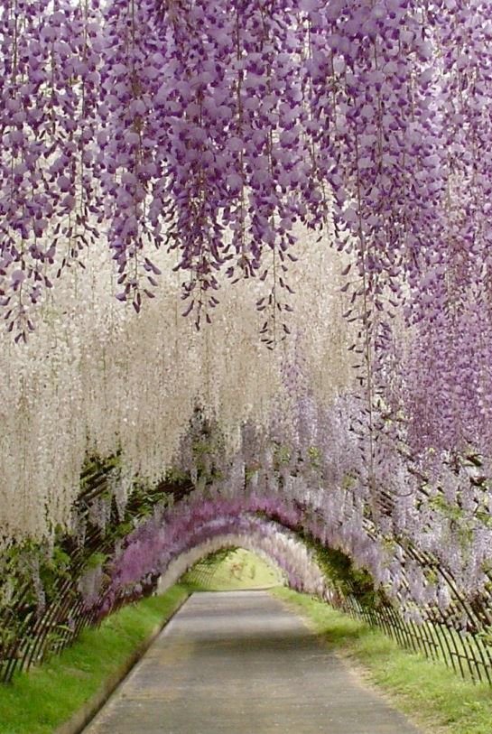 Túnel de flores de glicinas en Fukuoka, Japón..jpg