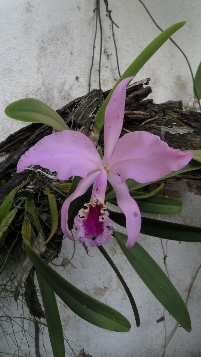 Orquídea (Flor Nacional de Venezuela) — Steemit