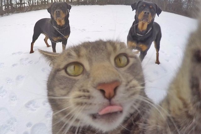 manny-cat-takes-selfies-dogs-gopro-15.jpg