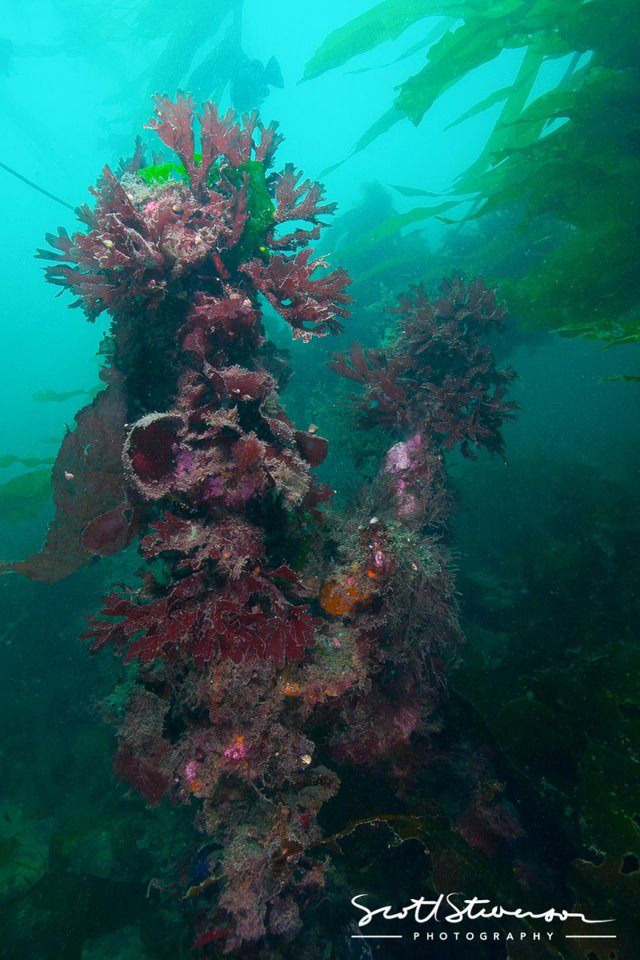 Barnard Castle Shipwreck-6.jpg